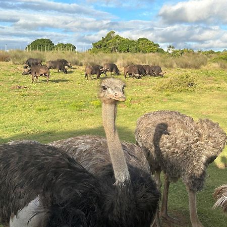 Ostrich Cottage At Les Wings Private Game Farm Groot-Jongensfontein Exterior foto