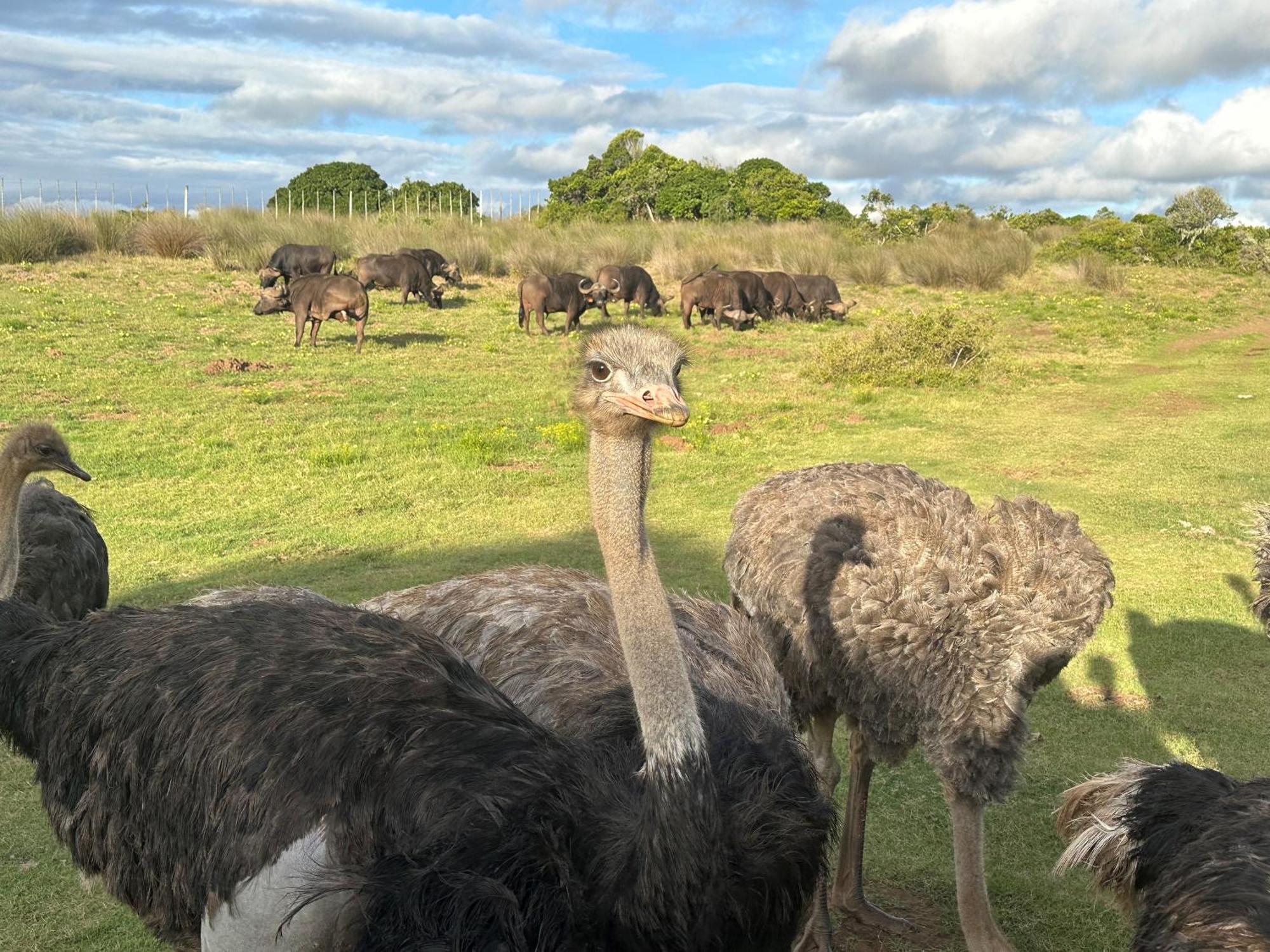 Ostrich Cottage At Les Wings Private Game Farm Groot-Jongensfontein Exterior foto